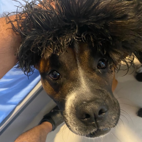 Meet your Posher, Leonel - Picture 2 of 3